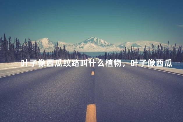 叶子像西瓜纹路叫什么植物，叶子像西瓜纹路的植物